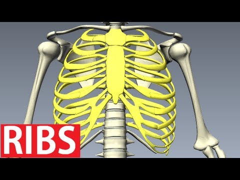 rib-cage-anatomy---bones-of-the-thoracic-wall-(costae)