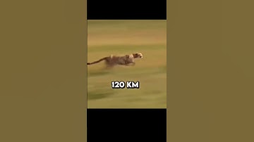 who is faster 🤯? #race #fast #dog #cheetah #man #funny #unbelievable