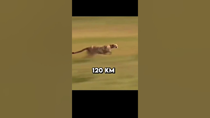 who is faster 🤯? #race #fast #dog #cheetah #man #funny #unbelievable