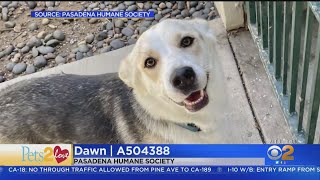 Pets 2 Love: Meet Dawn, a German SheppardHusky mix