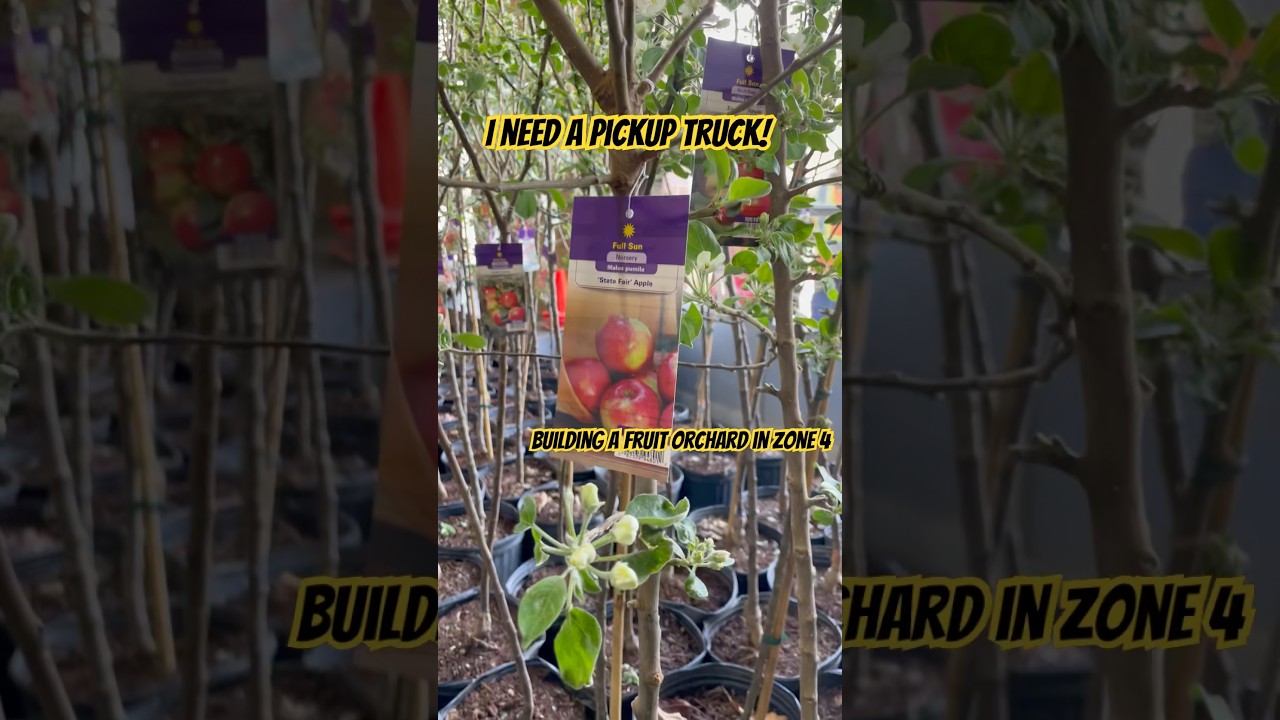 New Apple Trees for My Minnesota Zone 4 Backyard Orchard 