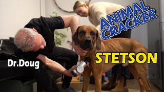 Rhodesian Ridgeback: TAIL & PELVIS 'OUT' AFTER 8 HOURS IN A PLANE ✈ [PART 3 of 3]