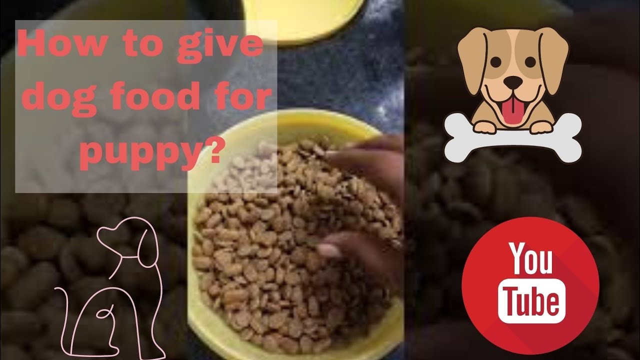 How to give dog food for puppy?dog lovepet loverslabradorcute puppy