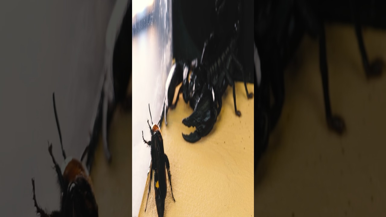 Скорпион против шершня 