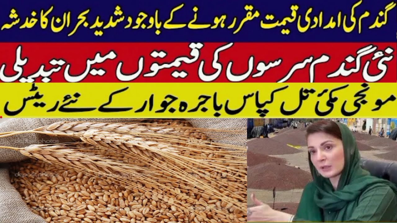 wheat support price in punjab pakistan 2024 | SarSon new rates | makki ...