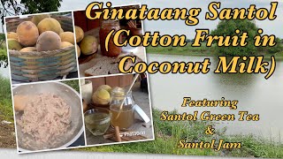 Ginataang Santol feat. Santol Green Tea and Santol Jam (Quarantine Cotton Fruit Recipes) screenshot 5