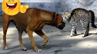 Funniest Cats and Dogs Moments Of The Year Compilation 😸🐶