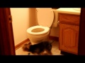 Yorky vs. toilet