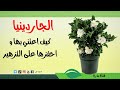 هكذا ستحافظ على نبتة الجاردينيا و تحفزها على التزهير Gardenia Plant غاردينيا هكذا ستحافظ على نبتة الجاردينيا و تحفزها على التزهير Gardenia Plant غاردينيا