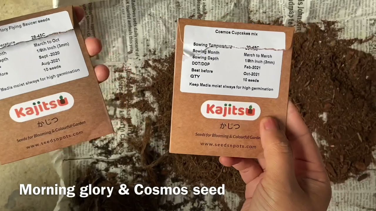 Growing Summer Flowers from seeds 🌸 / Morning glory / Cosmos cupcake  / Kohima / Sowing seeds