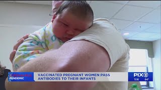 Vaccinated pregnant women pass antibodies to unborn child: study