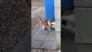 Bullied by Neighbour's Cat Poor Percy KittyCat Needs a Fight Coach