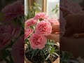 Carnation Growth Timelapse