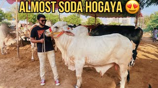 ALMOST SODA HOGAYA | SASTE Aur ACHEY JANWAR Mil Gaye 😍