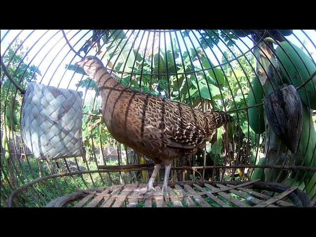 Ayam hutan hijau Betina Gacor Cocok Untuk pancing Pejantan yang malas koker class=