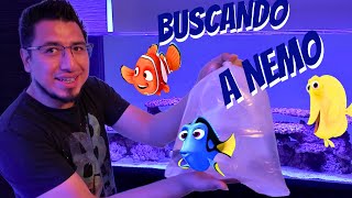 LOS PECES MÁS FAMOSOS LLEGAN AL ACUARIO DEL FEDELOBO