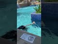Iberostar Selection Cancun pool life - 7