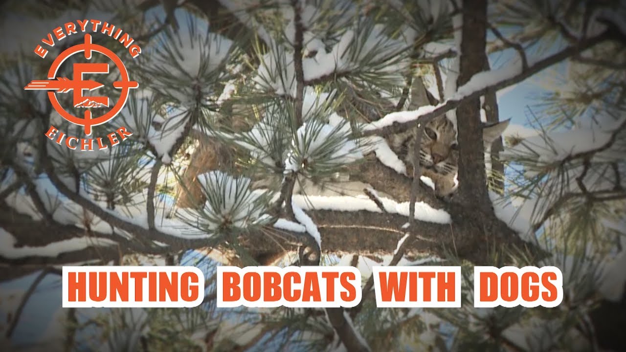 Hunting Bobcats with Dogs Fred Eichler YouTube