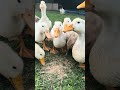 Snack time #homestead #freerangechickens #backyardchickens #duck #duckling #chickencoop #chicken
