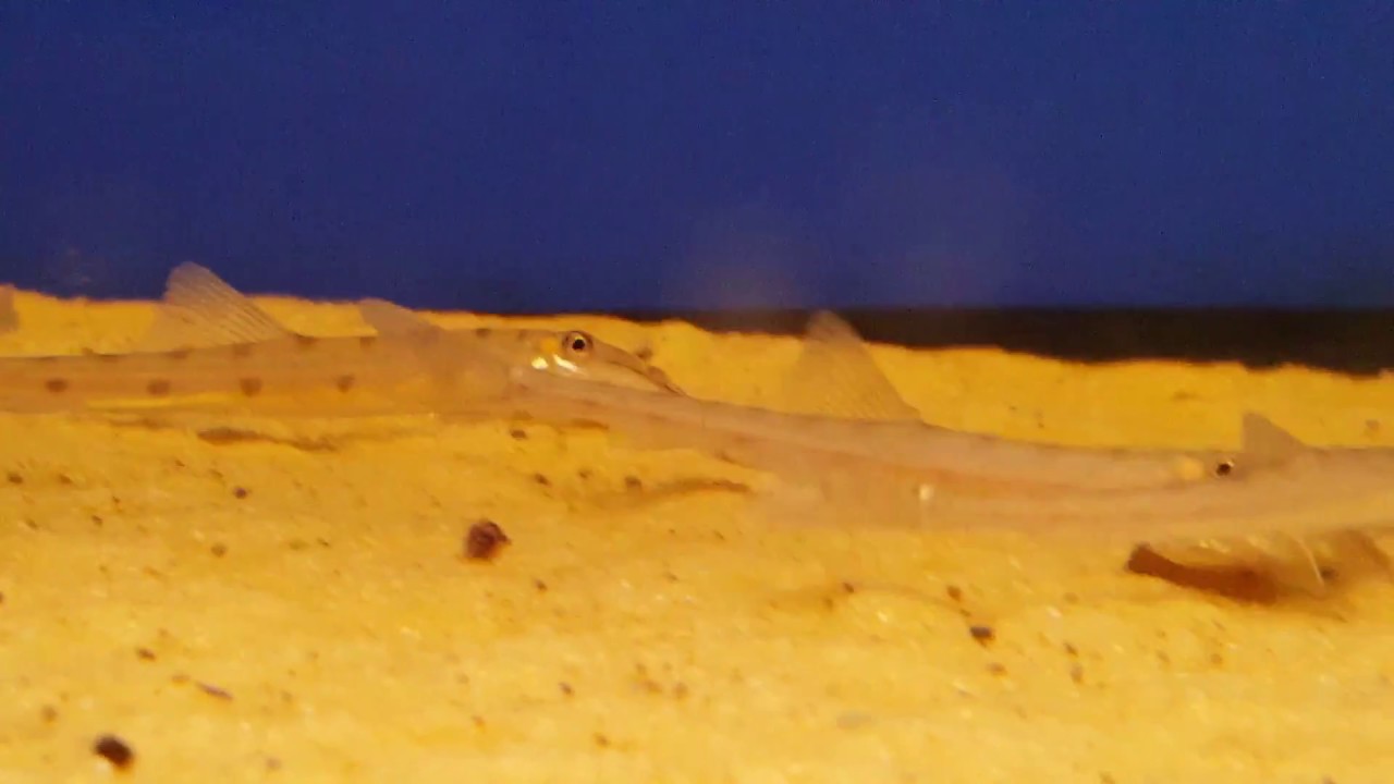 Horseface Loach - Acantopsis dialuzona