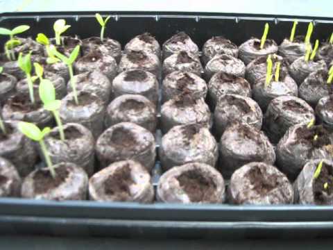 bell pepper seedlings not growing bell pepper seedlings not growing