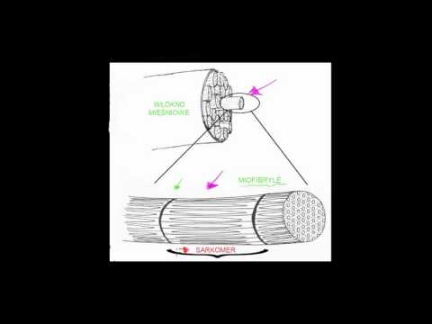 Wideo: Włókna Mięśniowe: Anatomia, Funkcja I Nie Tylko
