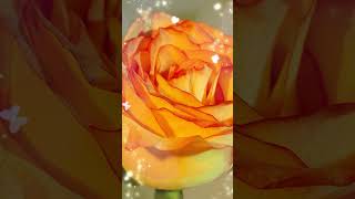 Nefsim - Cemal Kuru Üzelilahiler