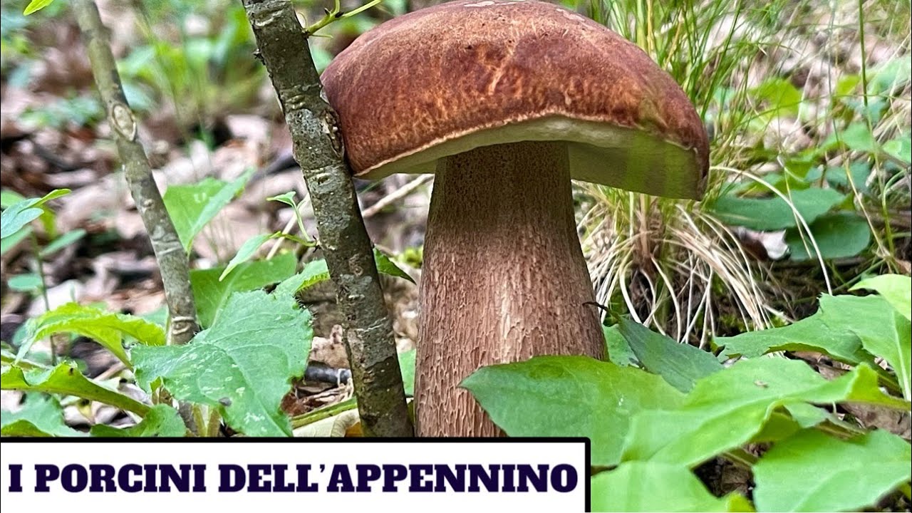 I PORCINI DELL'APPENNINO funghi 2024 YouTube