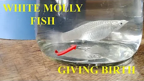 WHITE MOLLY FISH - GIVING BIRTH