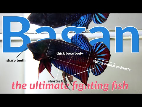 Bagan Betta Fish : The Ultimate Fighting Fish