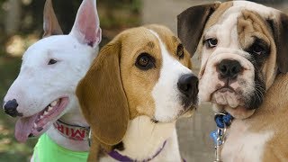 Los perros ingleses más apetecidos del mundo, entre ellos: Bedlingt...