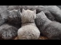 British Shorthair mother cat feeding the kittens, 5 weeks - 4K