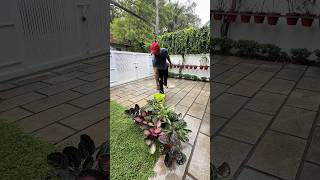 Calathea plants fertiliser | leafy plants #jishnuuthaman #garden #gardening