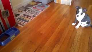 Training Puppy To Sit, Stay, And Stay Using Food And Commands Apbt