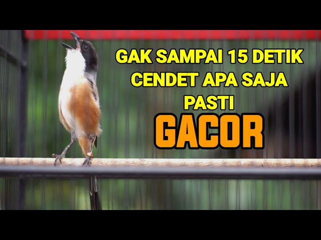 PANCINGAN CENDET MACET BUNYI DIJAMIN SEKALI PUTAR LANGSUNG NYAUT DAN IKUT GACOR class=