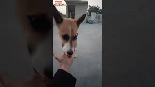 Trick To Giving Your Dog Medicine | #005 | #shorts #minivlog #day5