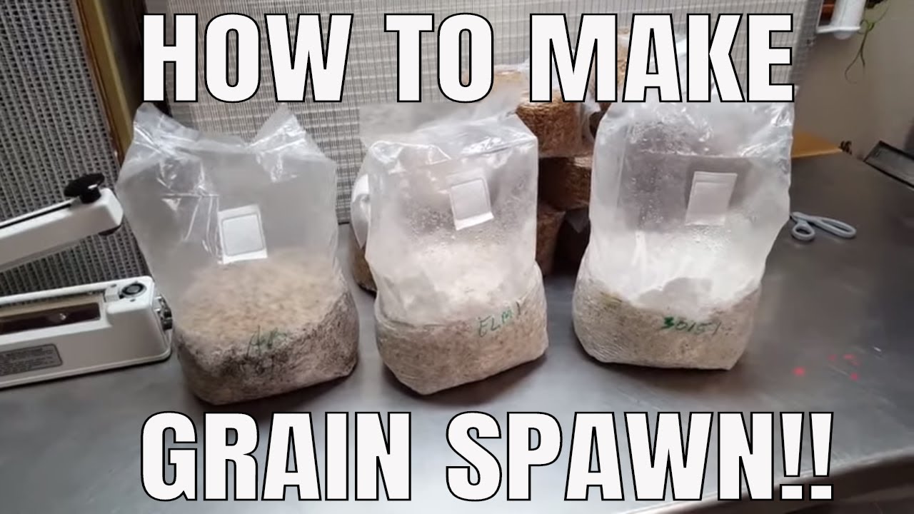 How to Make Mushroom Grain Spawn Soak no Simmer Preparation and