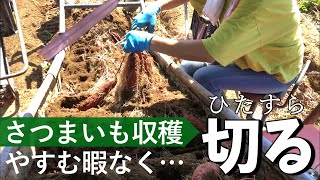 サツマイモ農家のコンテナ積み上げに使っていたコンベアー さつまいも収穫！コンベアでひたすら切ります！ - YouTube