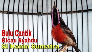 KONIN GACOR BULU CANTIK SUARA UYEE DARI SUMATRA