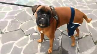 BALTO BT JUMP - ORTHOPAEDIC brace for dog's knee