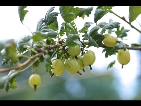 GOOSEBERRIES