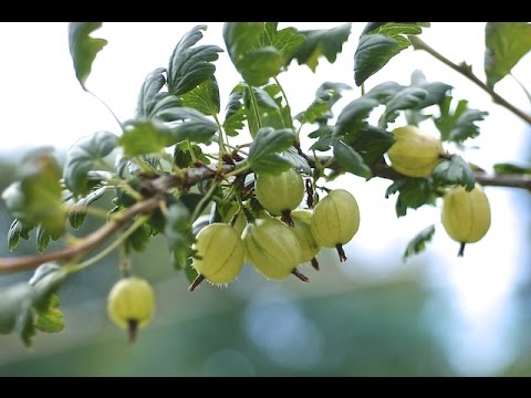 GOOSEBERRIES - HOW TO PLANT AND GROW THEM