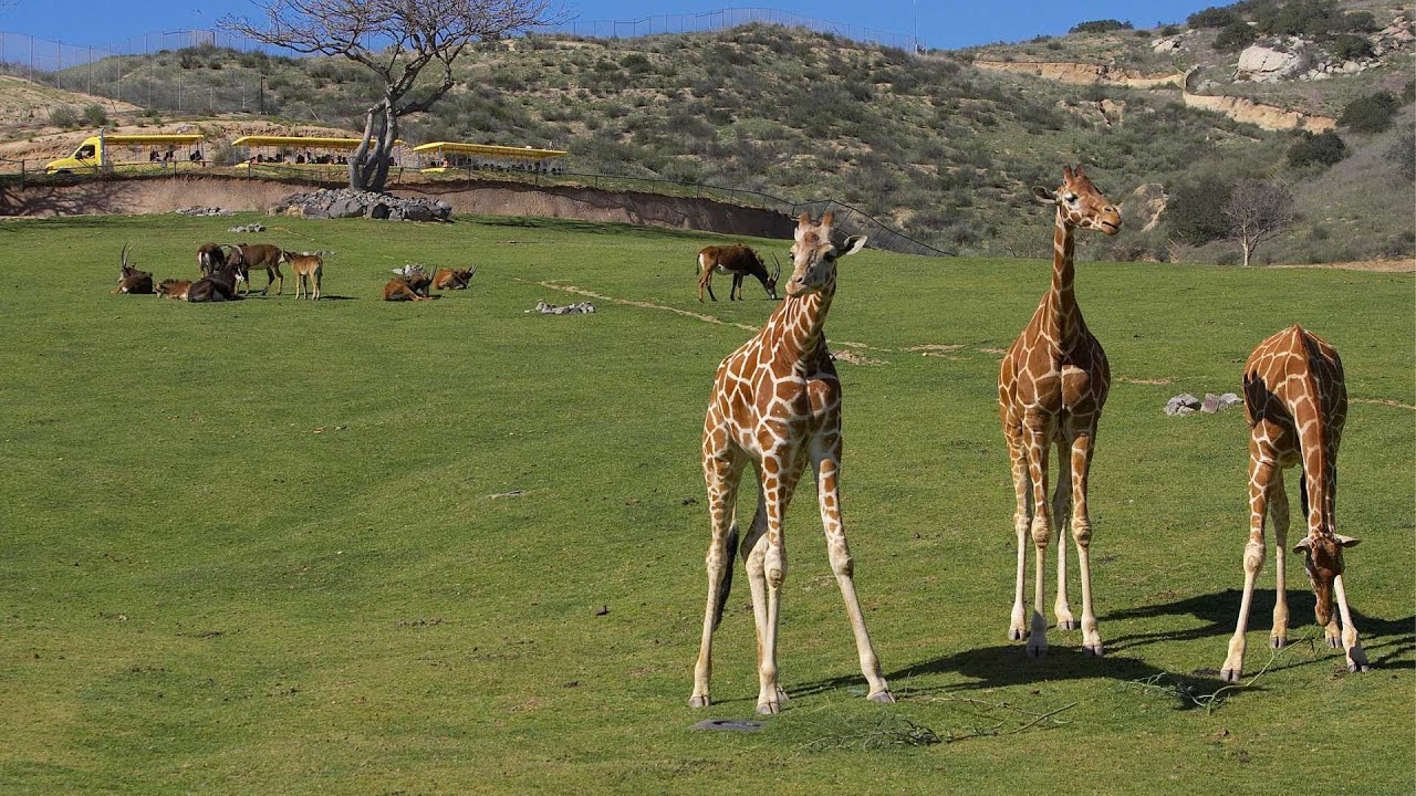San Diego Zoo Safari Park - Africa Safari Tram (FULL RIDE) POV