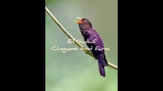 Download lagu masteran.!!violet cuckoo bird (burung kedaseh ungu)