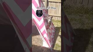 what did AI do to my Elliot long-legs? #grayhound #italiangrayhound #iggydog #scarydog #puppy