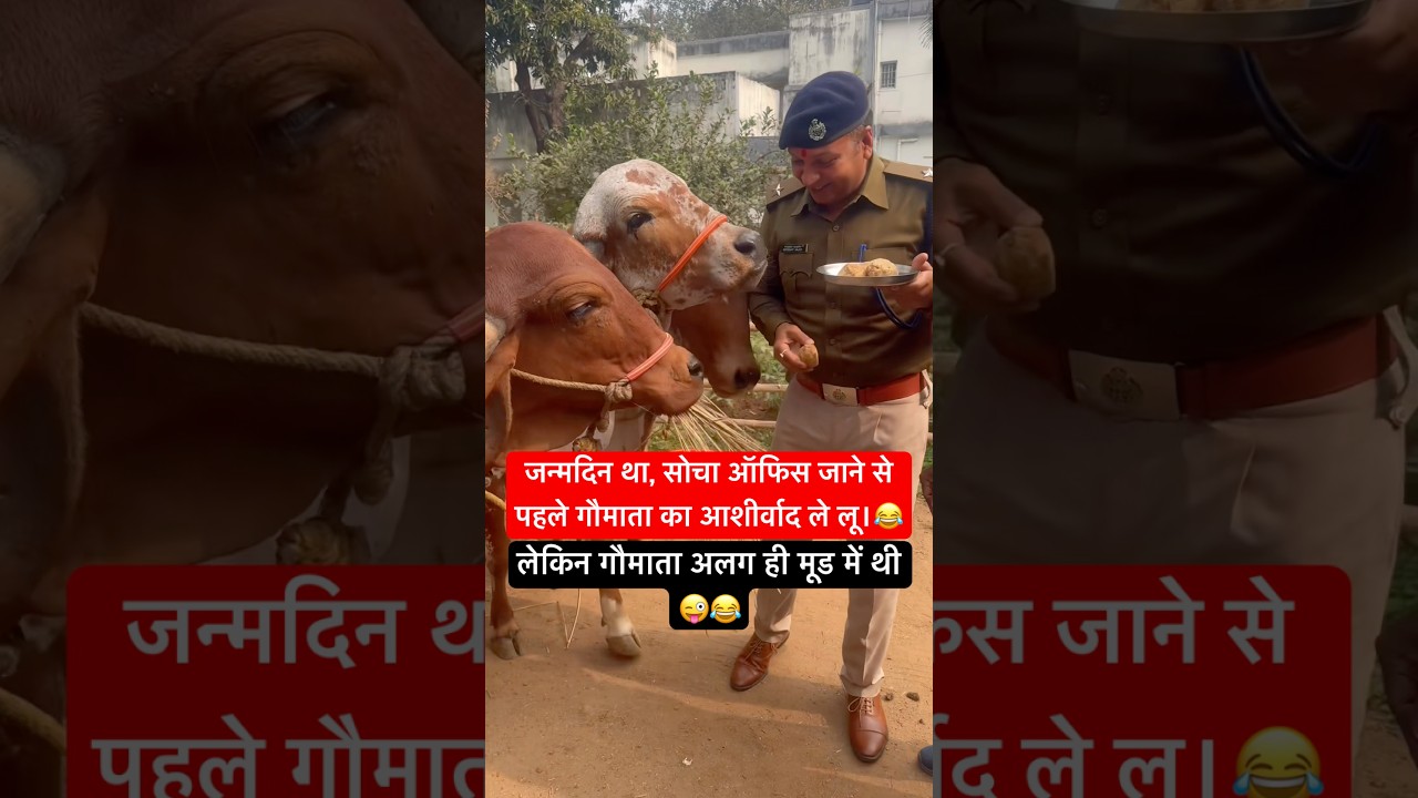 सोचा गौमाता का आशीर्वाद ले लू लेकिन गौमाता अलग ही मूड में थी । Gir cow | cow human bonding 