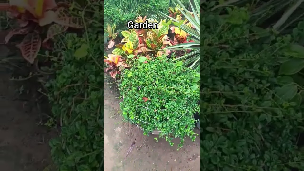 gardan 🌱🌱🏵️🏵️🌱