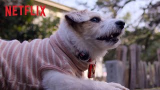 Köpekler Resmi Fragman Hd Netflix