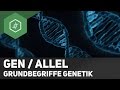 Gen Allel Unterschied Grundbegriffe Genetik 2