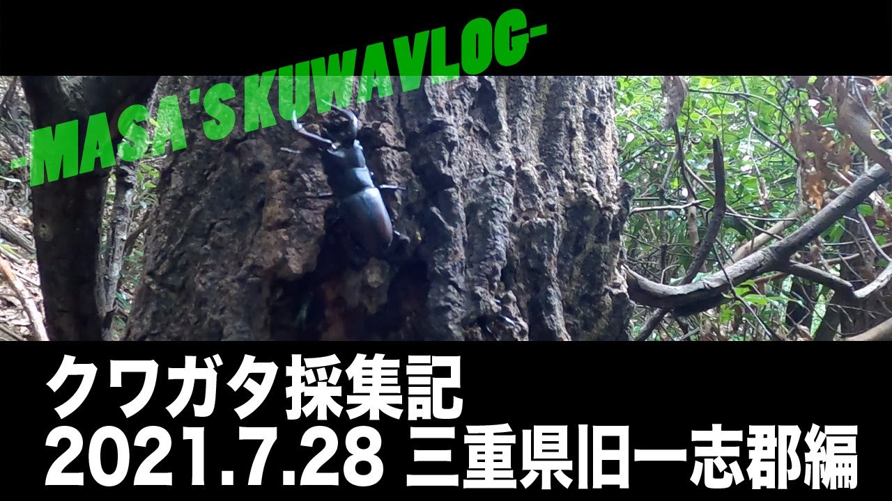 Stag Beetle Hunting Log] 7/28/2021 Mie Prefecture, Old Ichishi
